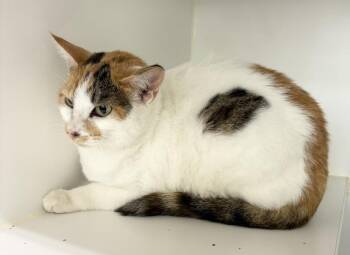 Cashew -  Domestic Short Hair Cat for Adoption in Rochester, Indiana - Cashew | PetCurious