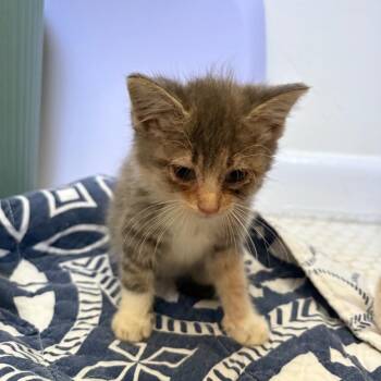 Princess Buttercup-CA -  Domestic Short Hair Cat for Adoption in Tallahassee, Florida - Princess Buttercup-CA | PetCurious