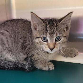 Domestic Short Hair Cats Available for Adoption in Milan, Illinois - Cayenne (hot) | PetCurious