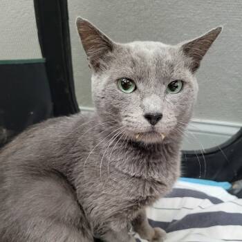 Rescue Russian Blue and Domestic Short Hair Cats for Adoption in Fort Lauderdale, Florida - Leo | PetCurious