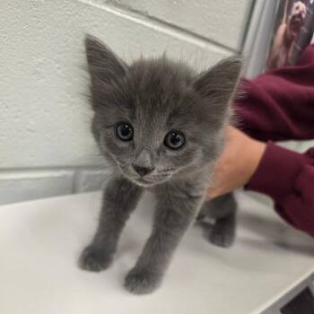 Cloud -  Domestic Long Hair Cat for Adoption in Chattanooga, Tennessee - Cloud | PetCurious