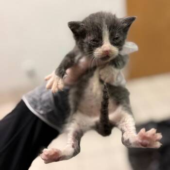 Polly Pocket -  Domestic Short Hair Cat for Adoption in Charleston, West Virginia - Polly Pocket | PetCurious
