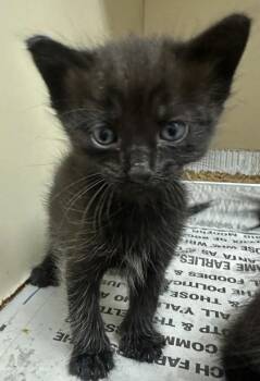 Gingko - Blue -  Domestic Short Hair Cat for Adoption in Chamblee, Georgia - Gingko - Blue | PetCurious