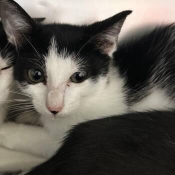 Bob Esponge -  Domestic Short Hair Cat for Adoption in Austin, Texas - Bob Esponge | PetCurious
