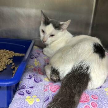 Apple Cider -  Domestic Short Hair Cat for Adoption in Tipp City, Ohio - Apple Cider | PetCurious