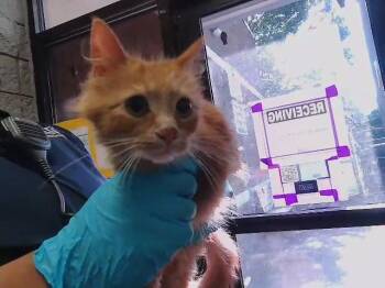 MUSA -  Domestic Medium Hair Cat for Adoption in Tulsa, Oklahoma - MUSA | PetCurious