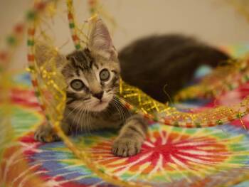 Sebastian -  Tabby Cat for Adoption in Santa Barbara, California - Sebastian | PetCurious