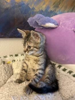 Petrie -  Domestic Short Hair Cat for Adoption in Reno, Nevada - Petrie | PetCurious