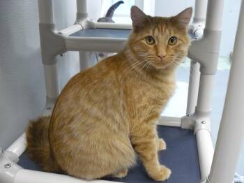 Holland -  Domestic Medium Hair Cat for Adoption in Jefferson, Iowa - Holland | PetCurious