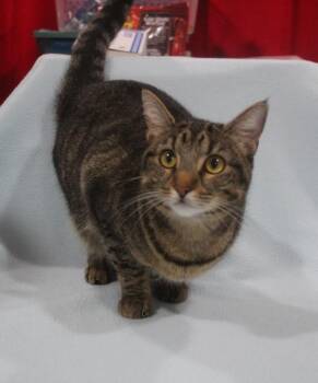 Domestic Short Hair Cats Available for Adoption in Vacaville, California - Azuki | PetCurious