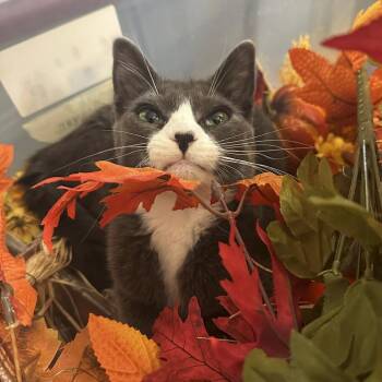 Benjamin -  Domestic Short Hair Cat for Adoption in Salt Lake City, Utah - Benjamin | PetCurious