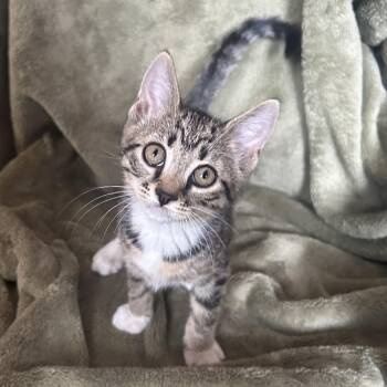 Bella -  Domestic Short Hair Cat for Adoption in Lemoyne, Pennsylvania - Bella | PetCurious