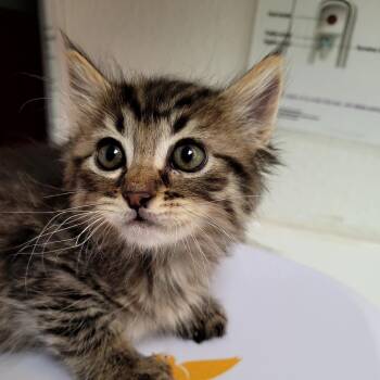 Cheryl -  Domestic Medium Hair Cat for Adoption in Belfair, Washington - Cheryl | PetCurious