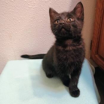Wasabi -  Domestic Short Hair Cat for Adoption in Kenai, Alaska - Wasabi | PetCurious