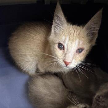 Fried Pickle -  Domestic Short Hair Cat for Adoption in Tempe, Arizona - Fried Pickle | PetCurious