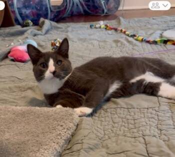 Rescue Domestic Short Hair Cats for Adoption in East Amwell Township, New Jersey - Daisy | PetCurious