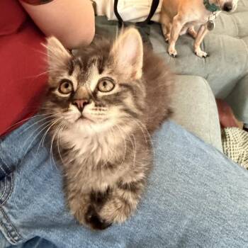 Domestic Short Hair Cats Available for Adoption in Chicago, Illinois - Han Solo | PetCurious