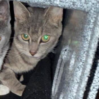 Roast Beef -  Domestic Short Hair Cat for Adoption in Charlottesville, Virginia - Roast Beef | PetCurious