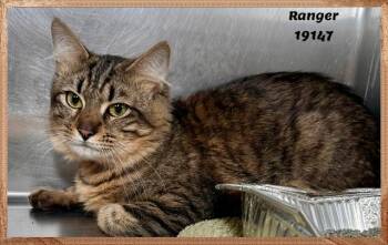 Domestic Medium Hair and Tabby Cats Available for Adoption in Marietta, Georgia - RANGER See Also CYRUS | PetCurious