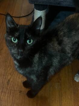 Rescue American Shorthair Cats for Adoption - Lily ( Beautiful Tortie) | PetCurious