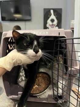 Marisol -  Domestic Short Hair Cat for Adoption in Montreal, Quebec - Marisol | PetCurious