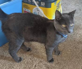 Rescue Russian Blue Cats for Adoption in Darien, Georgia - Dusty | PetCurious
