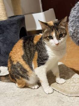 Miranda -  Domestic Short Hair Cat for Adoption in Herndon, Virginia - Miranda | PetCurious