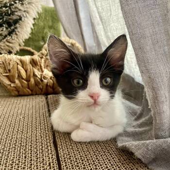 Sky -  Domestic Short Hair Cat for Adoption in San Tan Valley, Arizona - Sky | PetCurious