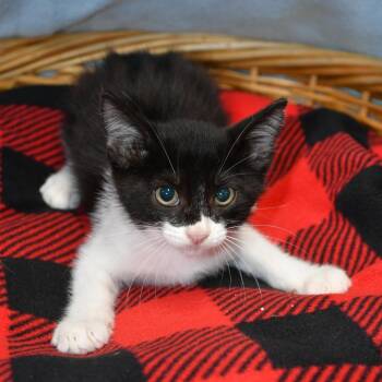 Blanche -  Domestic Short Hair Cat for Adoption in Beaumont, Texas - Blanche | PetCurious