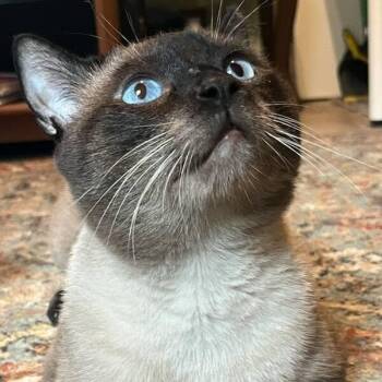 Darby -  Domestic Short Hair Cat for Adoption in Reisterstown, Maryland - Darby | PetCurious