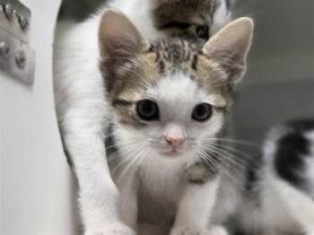 MEGAMIND -  Domestic Short Hair Cat for Adoption in Salinas, California - MEGAMIND | PetCurious