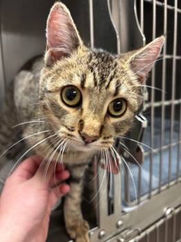 Rescue Domestic Short Hair Cats for Adoption in Everett, Washington - Donut | PetCurious