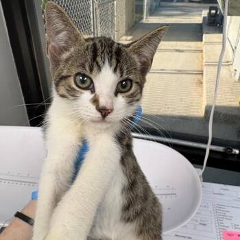 Heater -  Domestic Short Hair Cat for Adoption in Columbiana, Alabama - Heater | PetCurious