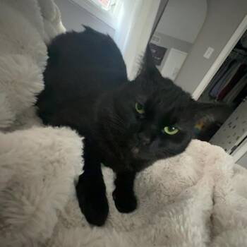Domestic Short Hair Cats Available for Adoption in Evanston, Illinois - Warlock | PetCurious