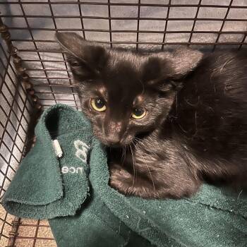 Alex -  Domestic Short Hair Cat for Adoption in Chicago, Illinois - Alex | PetCurious