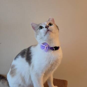 Venus -  Domestic Short Hair Cat Available for Adoption in Rossville, Georgia - Venus | PetCurious