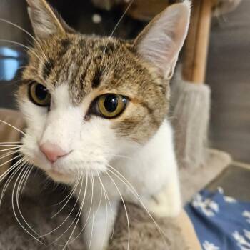 Victor -  Domestic Short Hair Cat for Adoption in Grantsville, Utah - Victor | PetCurious