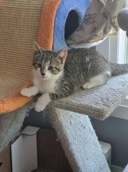 Oscar 5 -  Domestic Short Hair Cat for Adoption in Arthur, Ontario - Oscar 5 | PetCurious