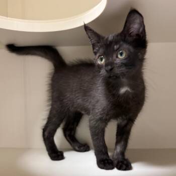 Tadpole -  Domestic Short Hair Cat for Adoption in Fairport, New York - Tadpole | PetCurious