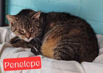 Rescue Domestic Short Hair Cats for Adoption in Jim Thorpe, Pennsylvania - Penelope | PetCurious