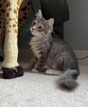 Excavator -  Domestic Long Hair Cat for Adoption in Richmond, Virginia - Excavator | PetCurious