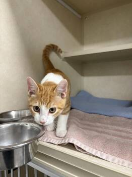 Burrito -  Domestic Short Hair Cat for Adoption in Elmsford, New York - Burrito | PetCurious