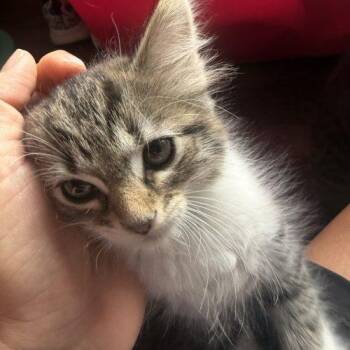 Hades -  Domestic Short Hair and Tabby Cat for Adoption in Fishers, Indiana - Hades | PetCurious