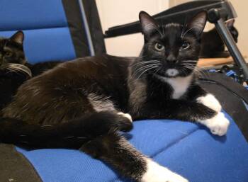 Domestic Short Hair and Tuxedo Cats Available for Adoption - Thyme (Ty) | PetCurious