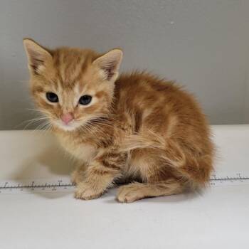 Bandit -  Domestic Short Hair Cat for Adoption in Cabot, Arkansas - Bandit | PetCurious