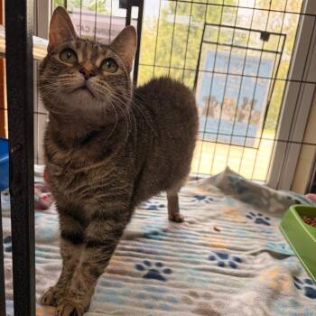 Lucy Gray -  Domestic Short Hair Cat for Adoption in New York, New York - Lucy Gray | PetCurious
