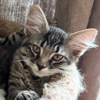 Domestic Short Hair Cats Available for Adoption in Merrifield, Virginia - Scrabble Reyes (Parcheesi Kitten) | PetCurious