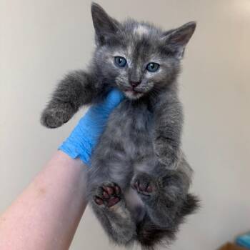 Bo-Peep -  Domestic Short Hair Cat for Adoption in Birmingham, Alabama - Bo-Peep | PetCurious