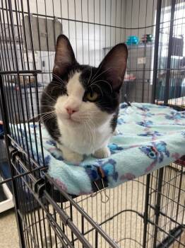 Domestic Short Hair Cats Available for Adoption - Mucinex | PetCurious