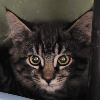 Rescue Domestic Medium Hair Cats for Adoption in Baker City, Oregon - Athena | PetCurious